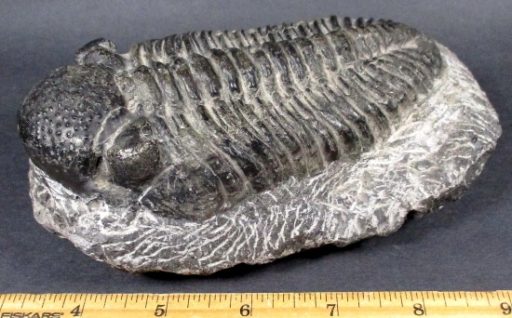 Trilobite