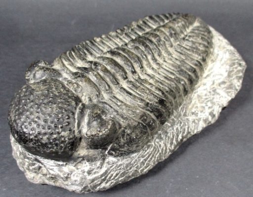 Trilobite