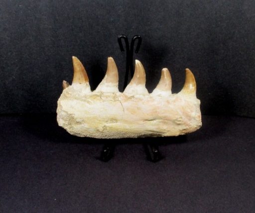 Mosasaurs Jaw Section