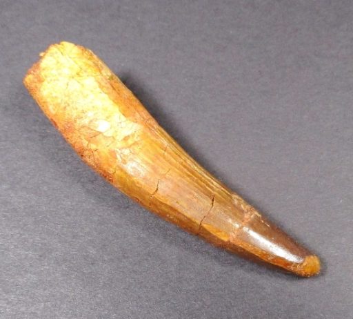 Fossil Spinosaurus Tooth