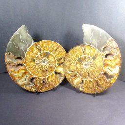 Ammonite Set