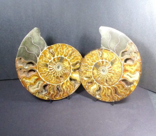 Ammonite Set