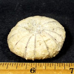 Fossilized Sea Urchin