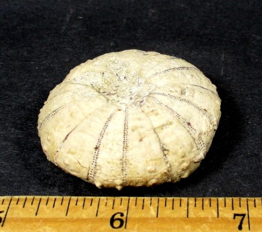 Fossilized Sea Urchin