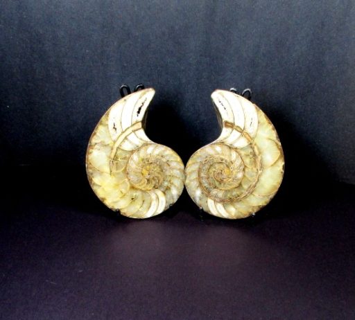 Ammonite Set