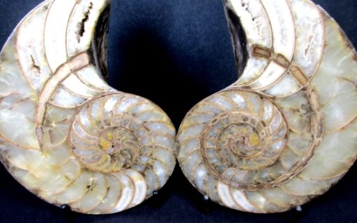 Ammonite Set