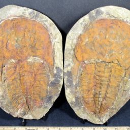 Trilobite Set