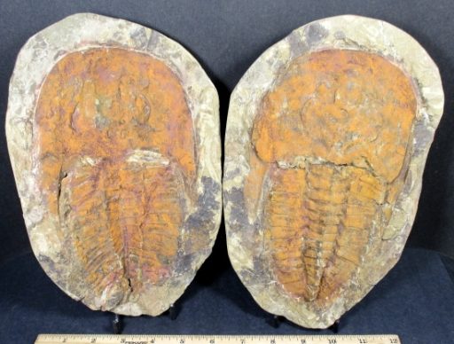 Trilobite Set