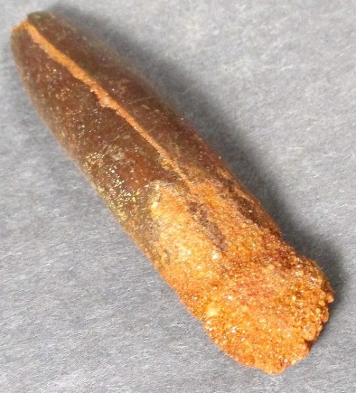 Sauropod Fossil Tooth