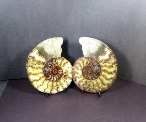 Ammonite Set