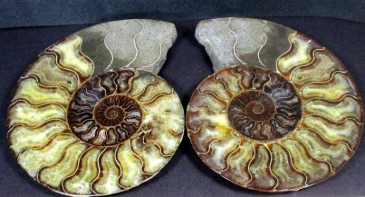 Ammonite Set