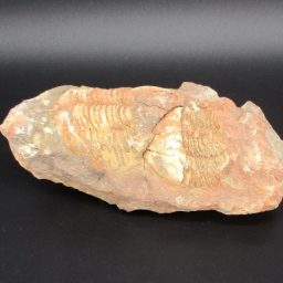 Trilobite