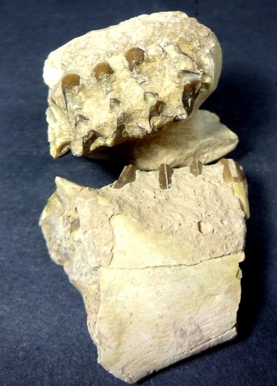 FO511 Oreodont Fossil Teeth - The Rock Shed