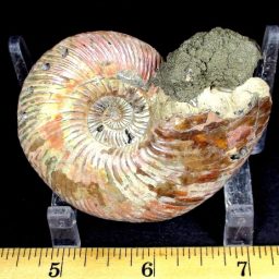 Pyritized Ammonite