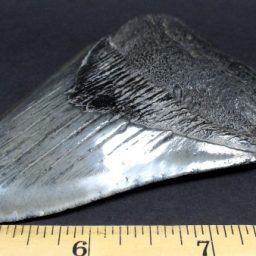 Megalodon Fossil Tooth