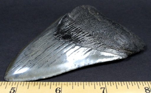 Megalodon Fossil Tooth