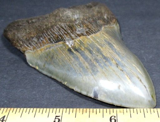 Megalodon Fossil Tooth