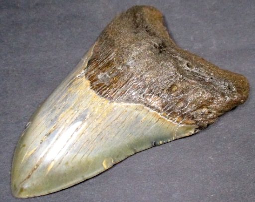 Megalodon Fossil Tooth