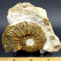 Ammonite