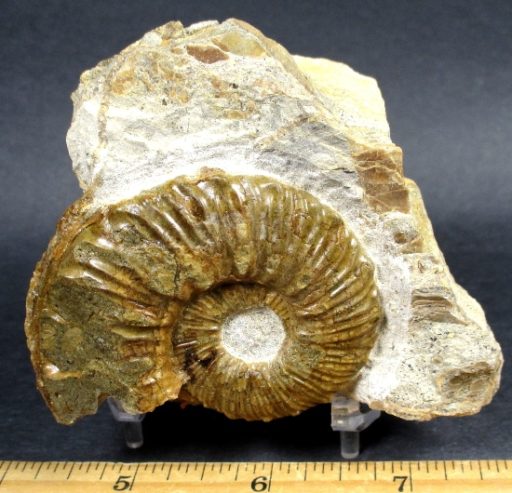 Ammonite