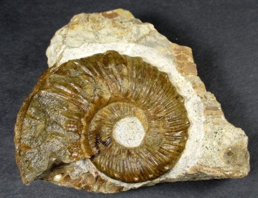 Ammonite