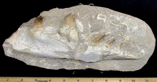 Mosasaurs Jaw Section