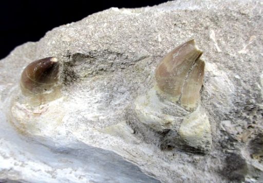 Mosasaurs Jaw Section