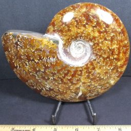 Ammonite