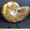FO608 Ammonite - Image 2