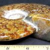 FO608 Ammonite - Image 3