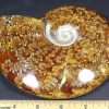 FO608 Ammonite - Image 4