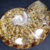 Ammonite