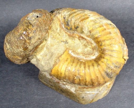 Didymoceras