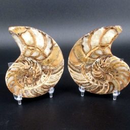 Ammonite Set