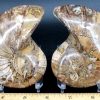 FO613 Ammonite Set - Image 2