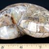 FO613 Ammonite Set - Image 3