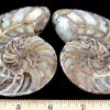 FO613 Ammonite Set - Image 4
