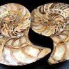 Ammonite Set