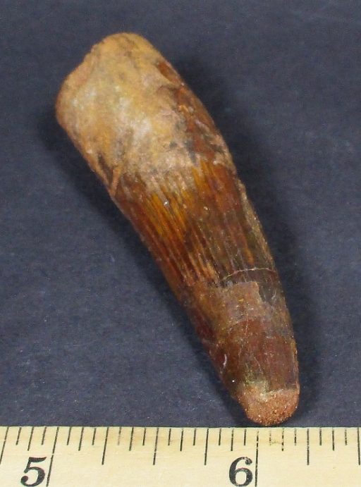 Spinosaurus Fossil Tooth