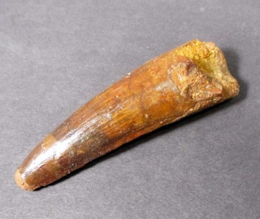 Spinosaurus Fossil Tooth