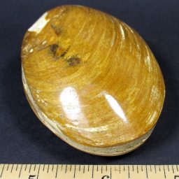 Fossil Clam