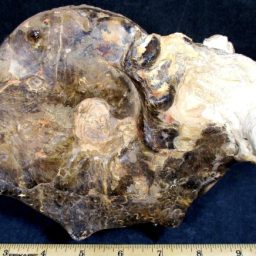 Ammonite