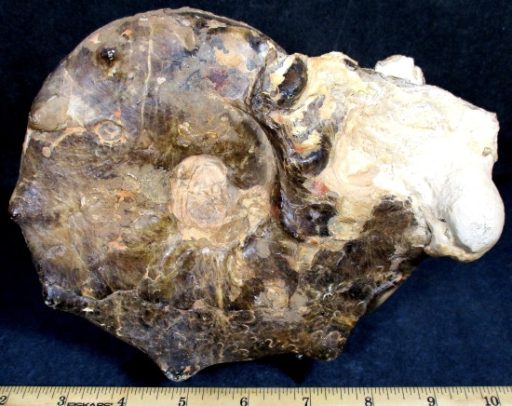 Ammonite