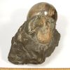 FO712  Fossil Ammonites - Image 2