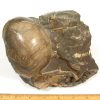 FO712  Fossil Ammonites - Image 4