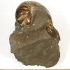 FO712  Fossil Ammonites - Image 3