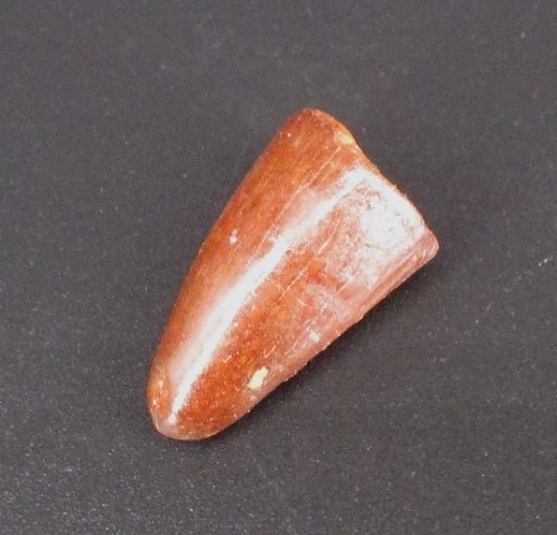 Crocodile Tooth