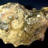 FO803  Ammonite - Image 2