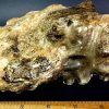 FO803  Ammonite - Image 5