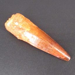 Fossil Spinosaurus Tooth